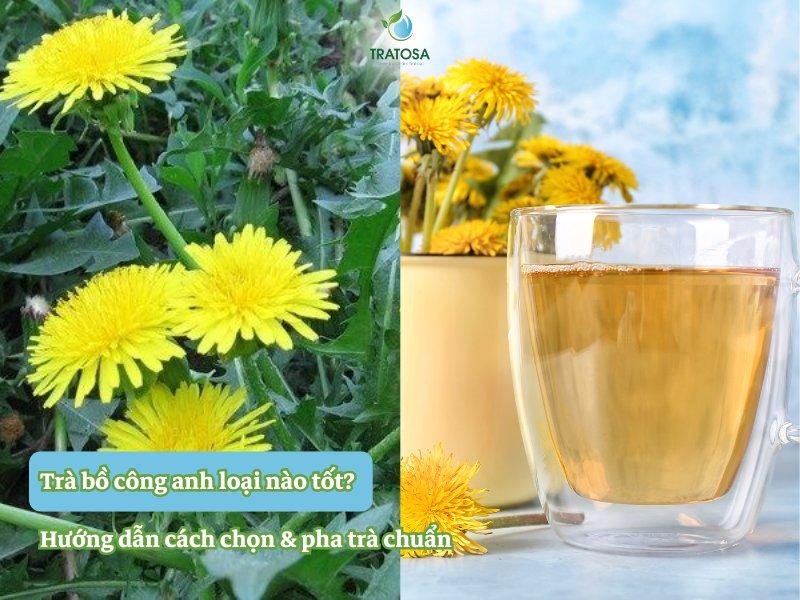 Hình ảnh so sánh bồ công anh vàng và bồ công anh ta ở Việt Nam